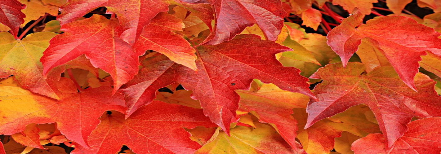 Herbst.jpeg
